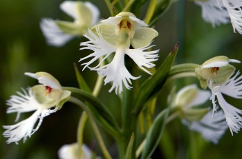 Rare flower