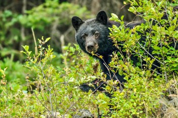 Black bear eating huckleberries