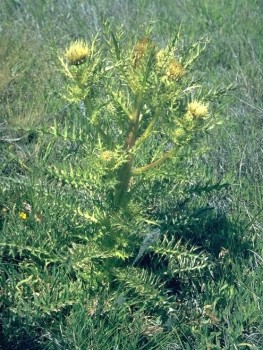 Evert's or Elk Thistle