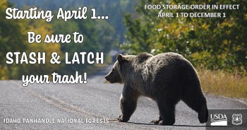 A grizzly bear crossing a road