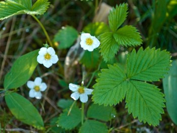Wild Strawberry