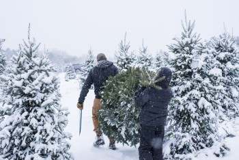 Two people carry a holiday tree out of the forest