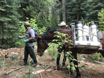 Spraying weeds with a horse