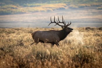Bull elk bugling in the fall