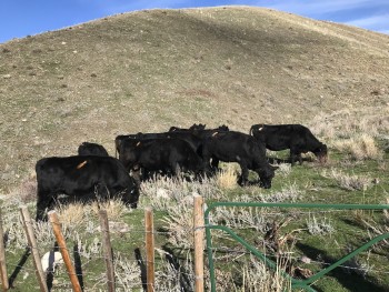 Ten black cows eat grass on the sagebrush grasslands.