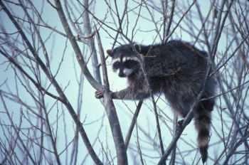 A raccoon in a tree. 