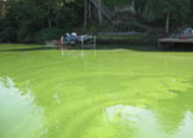 Yellowish green algae covers water surface with boats in background