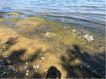 Bright yellowish green algae floating atop rippling waves at a shoreline.