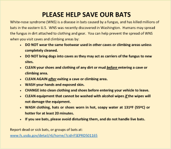 A list of ways to help bats
