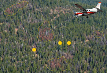 Illustration of forest health protection conducting aerial surveys and mapping recent mortality under aircraft.