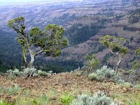 Tree growing on ridge with mountains in back located in Wilderness area