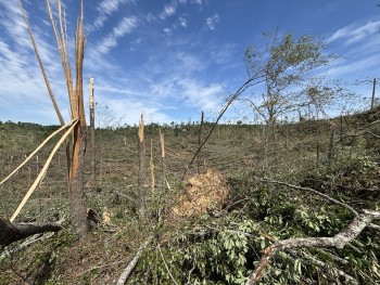 A handful of trees, snapped and splintered in half, standing in a opening covered in downed trees.