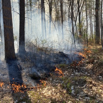 A prescribed fire burns the underbrush around marked trees.