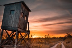 Deer stand (tree stand) beside field
