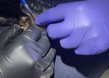 Two scientists tag a northern long-eared bat 