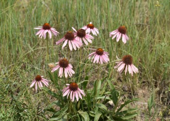 Purple Coneflower ala Kim Grotte