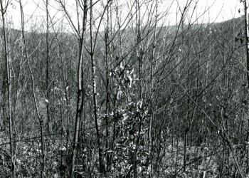 Little Arnot 1937 Slideshow