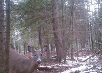 A deer standing behind a tree.