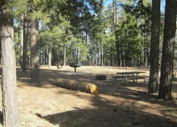 a campsite equipped with a picnic bench, grill and large sitting log surrounded by tall evergreens.