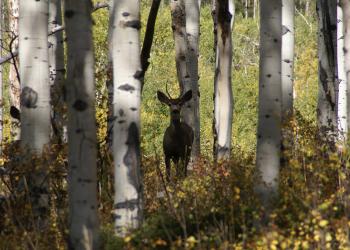 Card Photo - In the Spotlight - Deer In Aspen