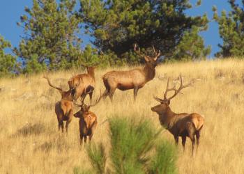 Elk Gang