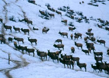 Boise NF - Winter Elk Range