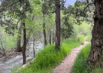 A single-track trail along a river in a forest.