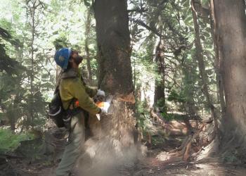 A fire crew member chainsaws a tree.