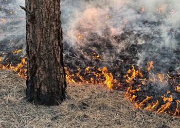 Fire burns across a forest floor full of dried pine needles.
