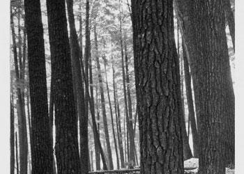 Image - Cathedral Pines in 1935