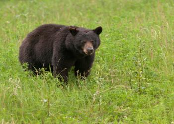 Safety: Bears