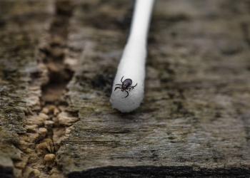 Safety: Ticks