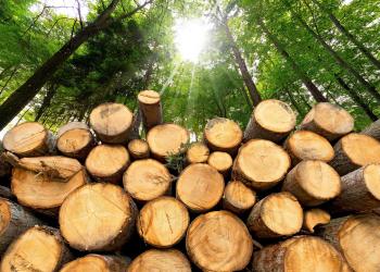 Spotlight: Timber Sales