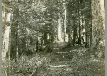 Historic Larch Mountain Trail