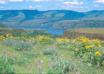Rowena Wildflowers