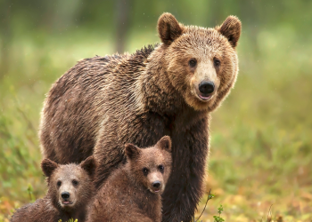 Brown Bear