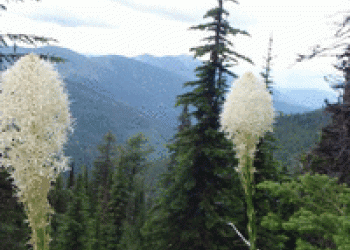 Rotating Scenic Pictures