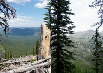 Trees and Moutains