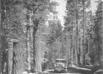 Columbine Trail