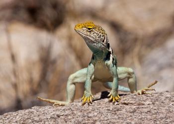 Eastern Collared Lizard