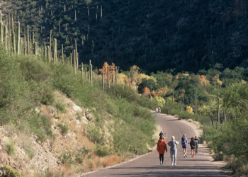 Sabino Canyon walkers navigate their way through tall saguaros on a paved road.