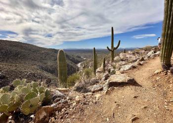 Saguaro and prickly pear cactus line the edge of the Rim Trail. A steward can be seen doing work a short distance up the trail.
