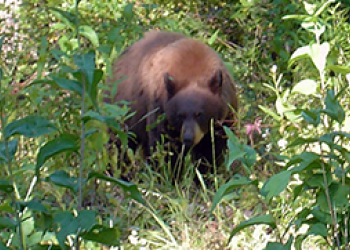 Bear Encounter for CARD