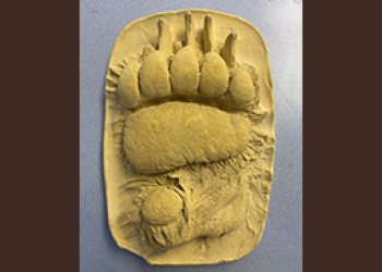 Bear Paw 1 FOR CARD