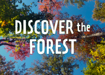 Discover the Forest Graphic