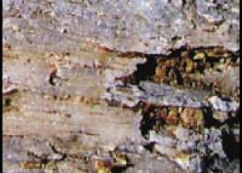 Limb Cast Specimen