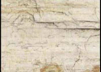 Petrified Wood Specimen