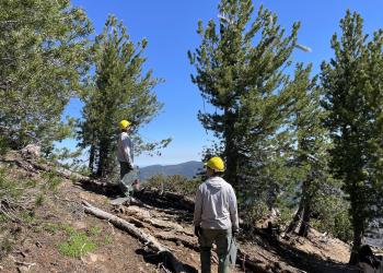 Whitebark pine 6