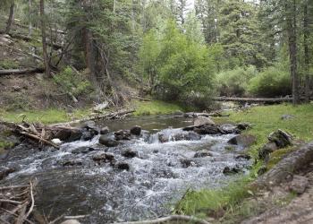 D4 - Blue Spruce CG - Creek