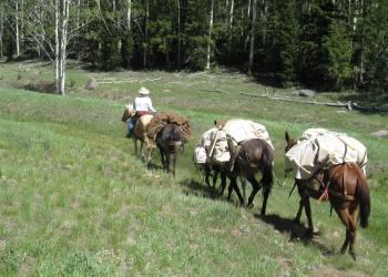 Pine Valley RD Pack String
